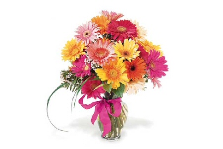 18 Gerberas in a Vase