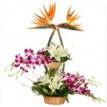 Carnation Roses Bird of paradise Mat arrangement
